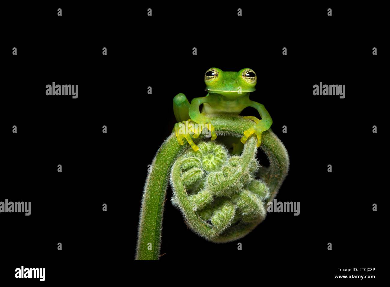 Communément appelée grenouille en verre émeraude ou grenouille en verre géante Nicaragua Banque D'Images