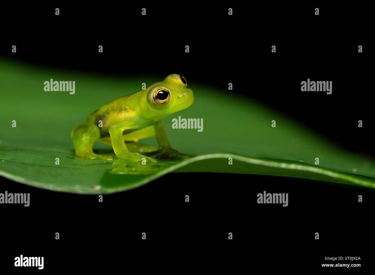 Teratohyla spinosa (nom commun : Spiny Cochran Frog) est une espèce de grenouille de la famille des Centrolenidae. Banque D'Images