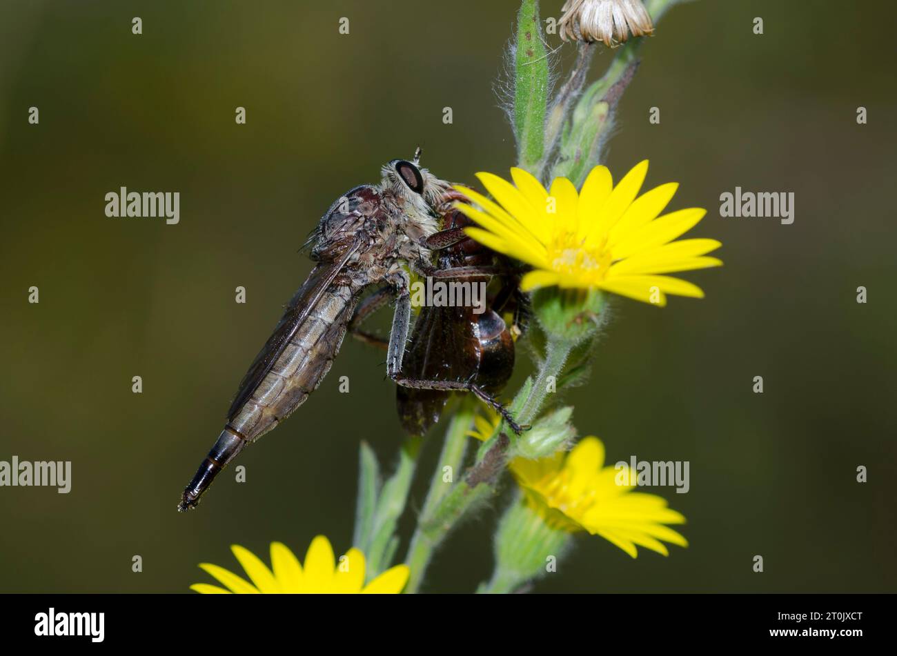 Mouche voleuse géante, Promachus sp., femelle avec guêpe à papier, Polistes sp., proie, alors que perchée sur Goldenaster mou, Bradburia pilosa Banque D'Images