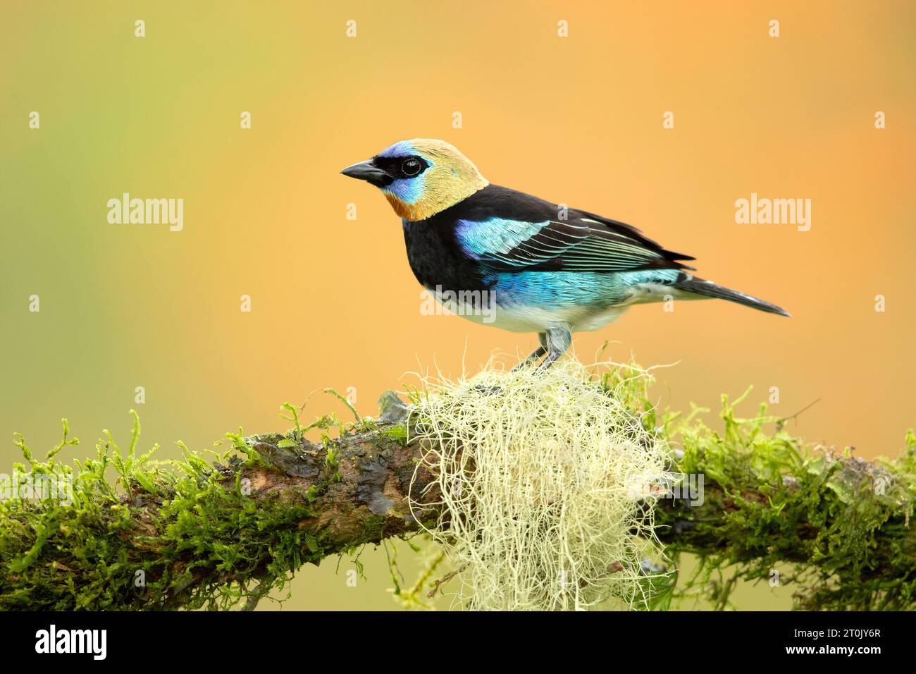 Le tanager à capuchon doré (Stilpnia larvata) est un oiseau passine de taille moyenne Banque D'Images