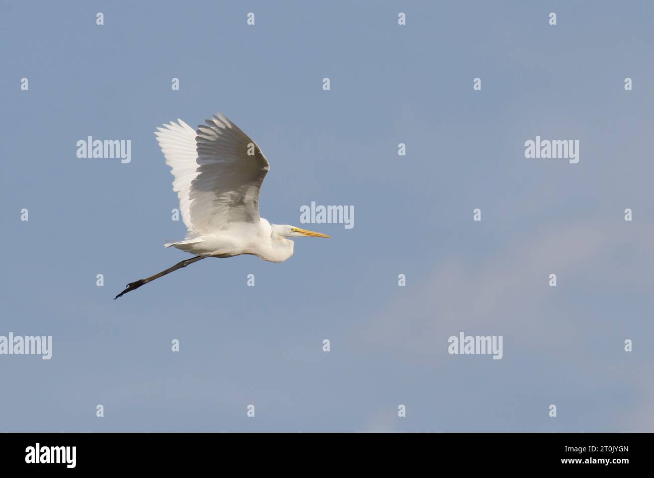 Grand Egret, Ardea alba, en vol Banque D'Images
