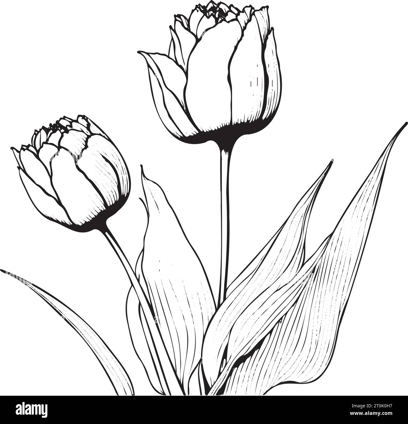 Tulipe Flower Black Outline Illustration Vector Illustration de Vecteur