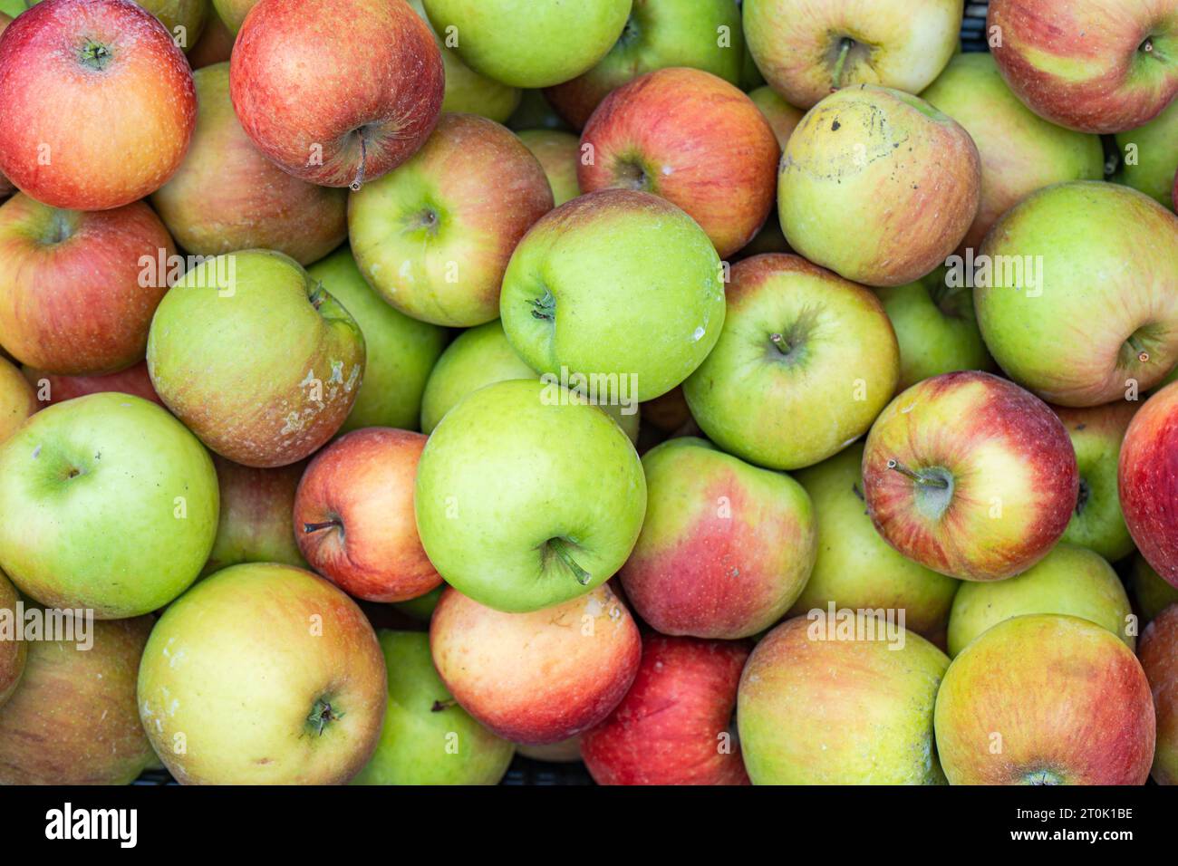 Caisse pleine de pommes mûres dans le verger Banque D'Images