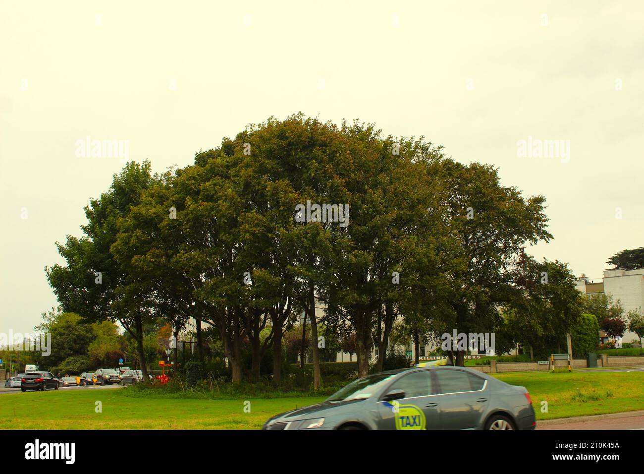 Une photo d'un taxi faisant le tour d'un rond-point avec des arbres dans le centre. Banque D'Images