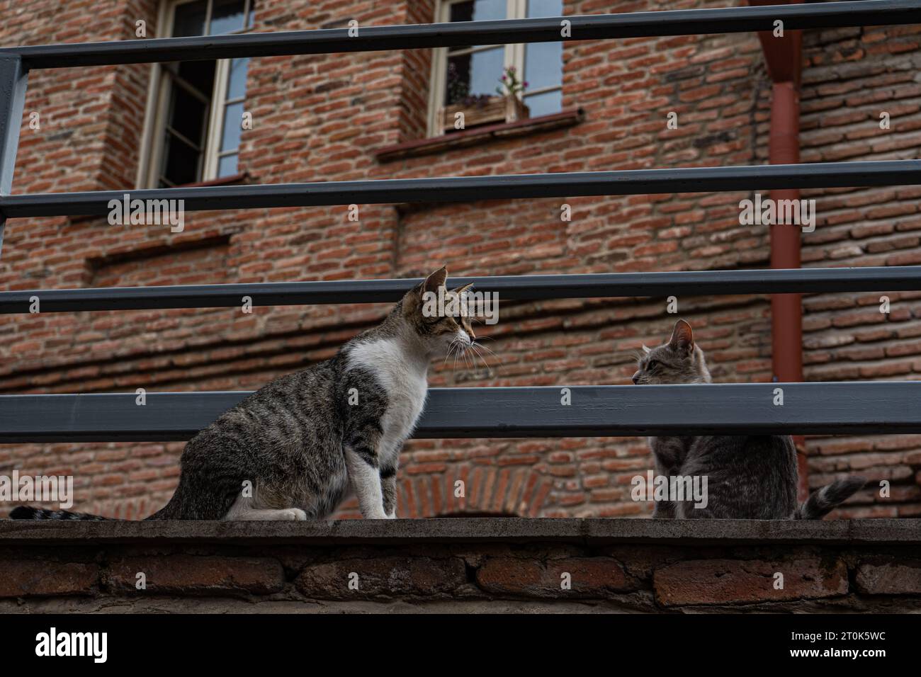 Deux chats se battent dans les rues étroites du Vieux Tbilissi, capitale de la Géorgie Banque D'Images