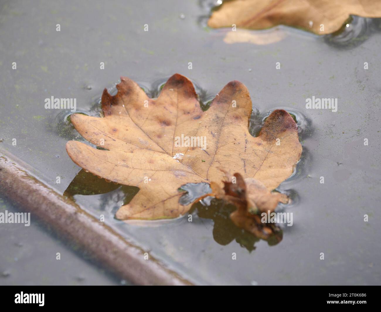 Une feuille de chêne séchée flotte à la surface de l'eau en automne Banque D'Images