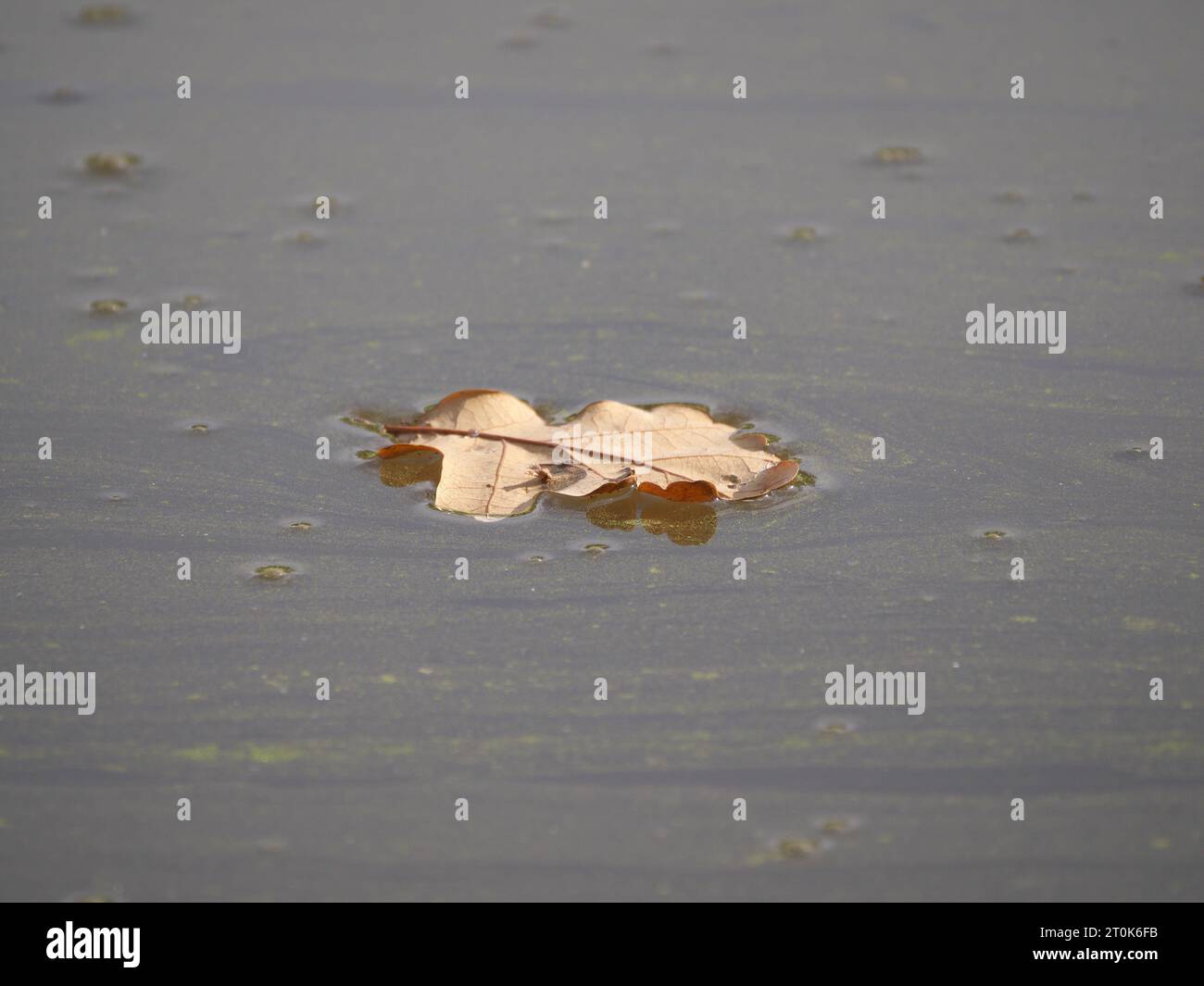 Une feuille de chêne séchée flotte à la surface de l'eau en automne Banque D'Images