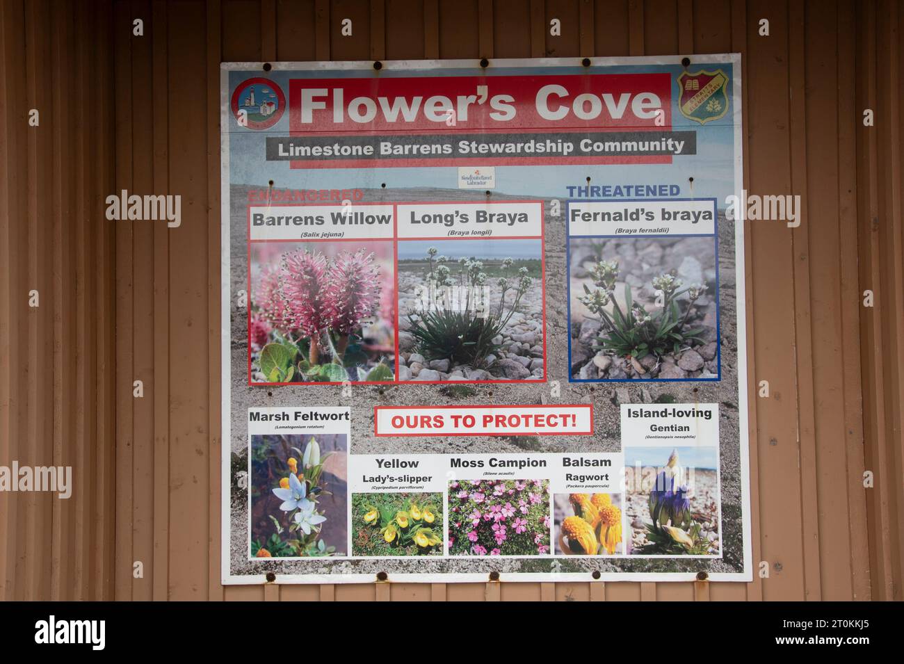 Les plantes protégées sont affichées à Flower's Cove, Terre-Neuve-et-Labrador, Canada Banque D'Images