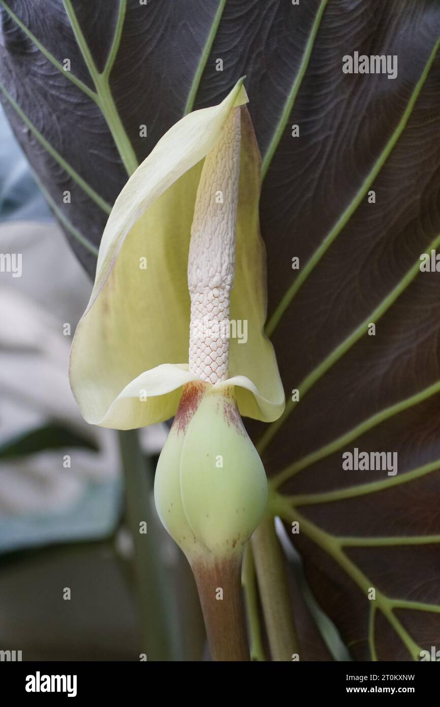 Gros plan de la fleur jaune clair d'Alocasia Regal Shield Banque D'Images