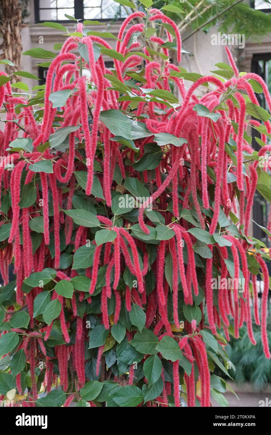 La couleur longue et rouge des fleurs de chenille avec des feuilles vertes Banque D'Images