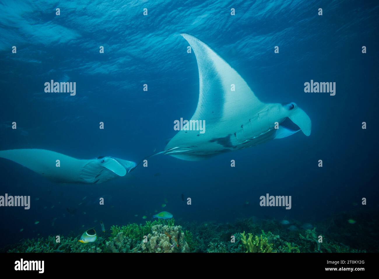 Raies manta de récif, Mobula alfredi, Yap, Micronésie. Cette espèce était auparavant Manta alfredi. Banque D'Images