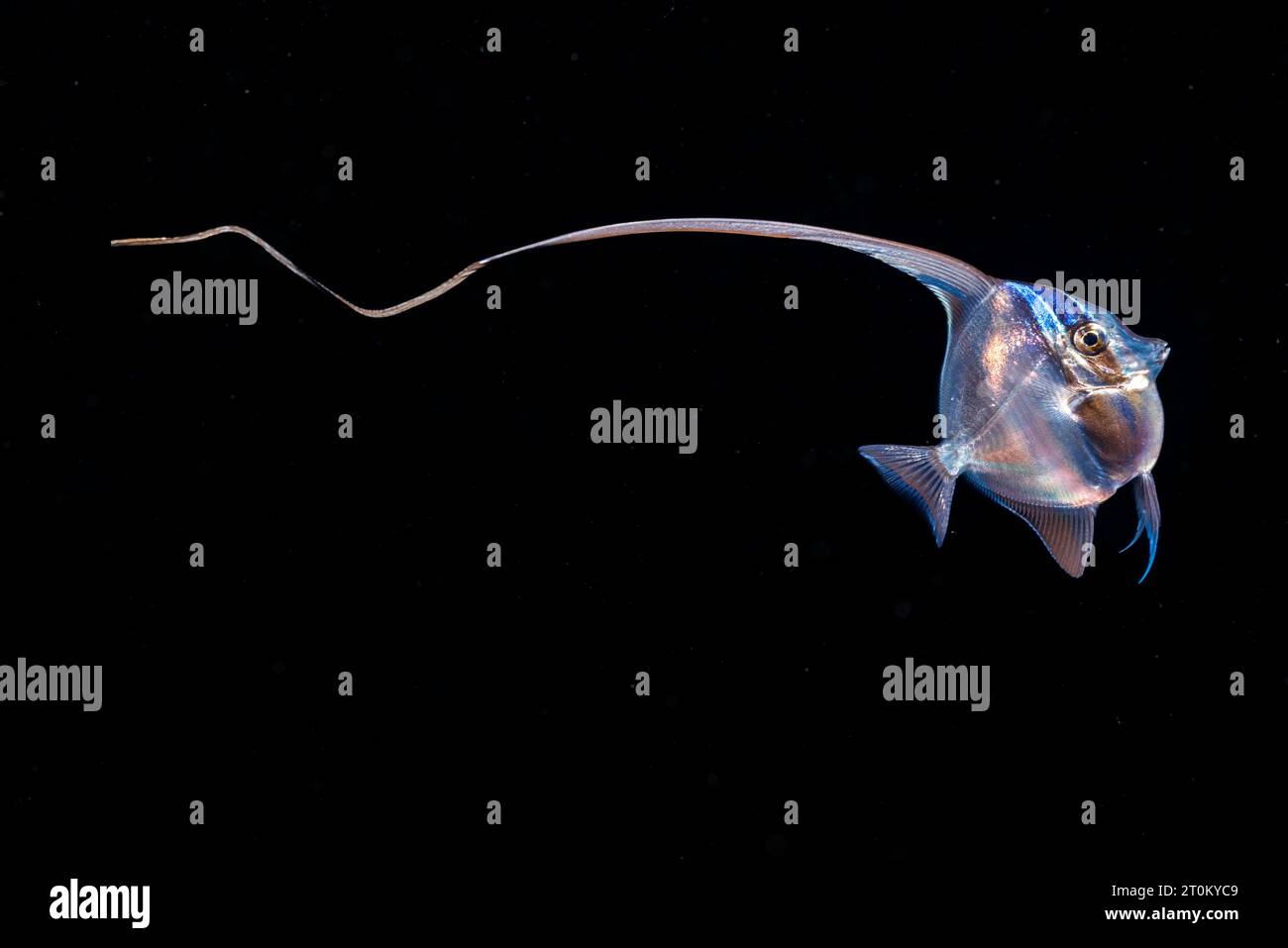 C'est la forme larvaire de l'idole mauresque, Zanclus cornutus, photographiée la nuit en eau libre avec le fond 700 pieds plus bas au large de l'île de ya Banque D'Images