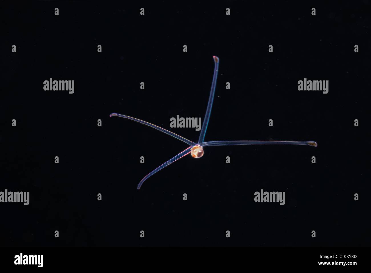 C'est ce qu'on appelle un veliger. C'est le deuxième stade d'une larve de mollusque qui se développera en bivalve ou escargot. Photographié la nuit sur un noir Banque D'Images