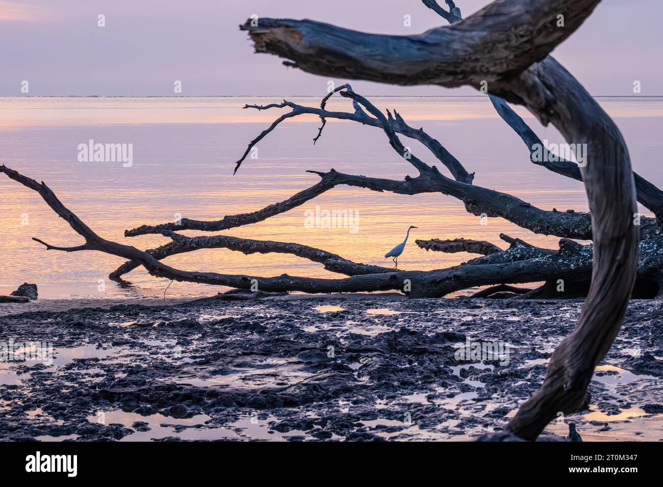Une grande aigrette (ardea alba) se promène le long du rivage au lever du soleil parmi le bois flotté géant de Boneyard Beach sur Big Talbot Island en Floride. (ÉTATS-UNIS) Banque D'Images