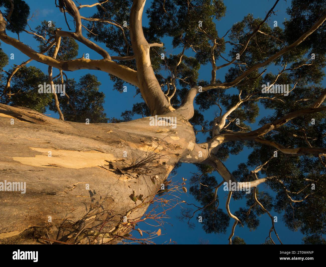 Vue à angle bas du grand arbre de gomme contre le ciel bleu en Australie du Sud, Australie. Banque D'Images