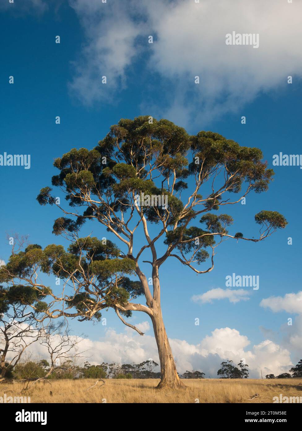 Grand arbre de gomme se dresse majestueusement contre le ciel bleu et les nuages blancs dans le paysage australien. Banque D'Images