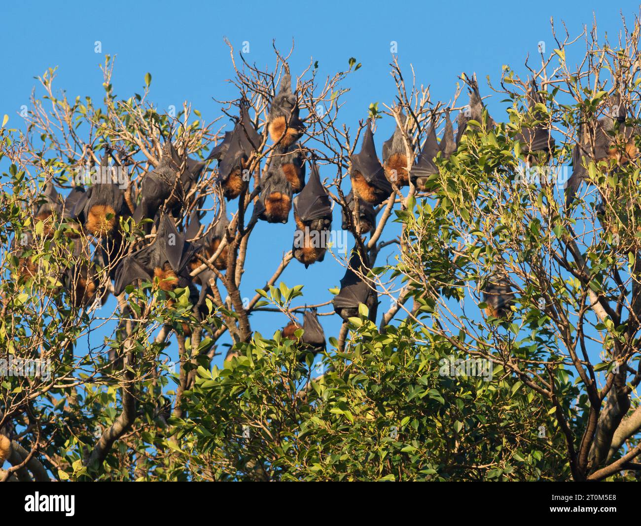 Des renards volants à tête grise pendent d'un arbre par une journée ensoleillée dans les parcs d'Adélaïde en Australie méridionale, en Australie. Banque D'Images
