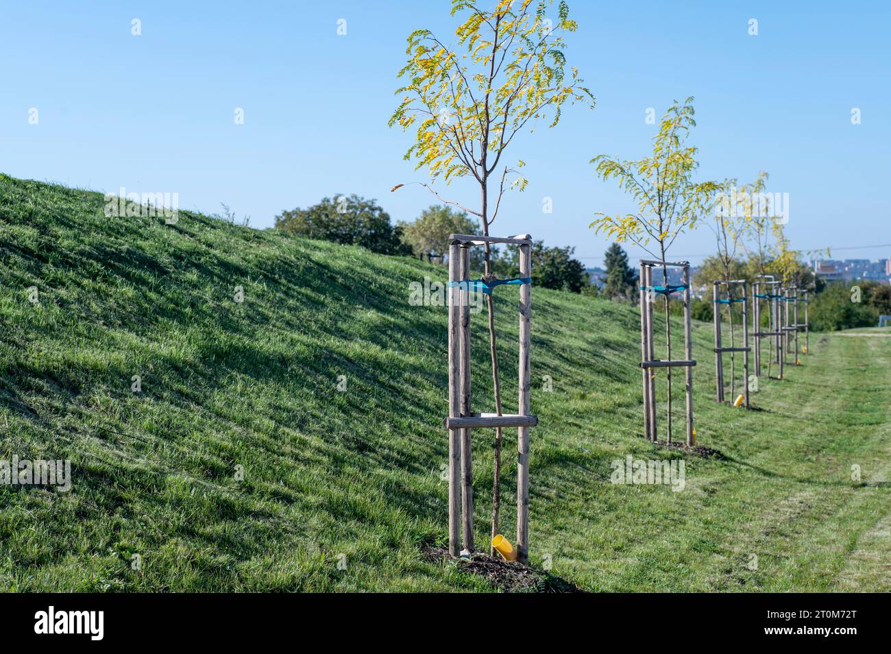 Jeunes acridiens noirs dans une rangée. Rabinia pseudoacacia gauches avec support de piquets en bois. Banque D'Images