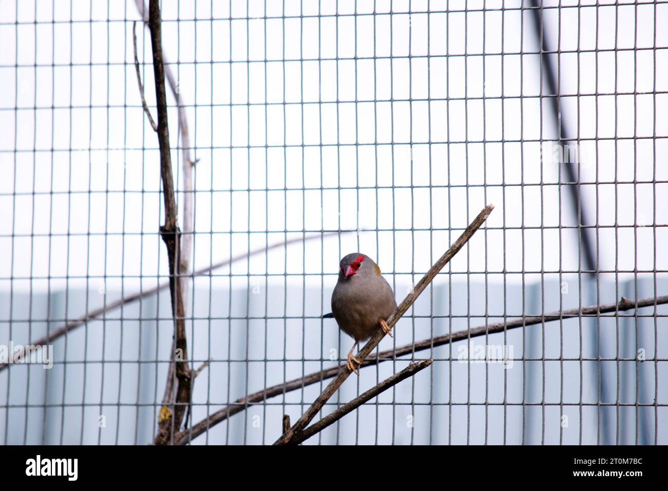 Le Finch roulé rouge est plus facilement reconnaissable par son sourcil, sa croupe et son bec rouge vif, sur un oiseau par ailleurs vert et gris. Banque D'Images