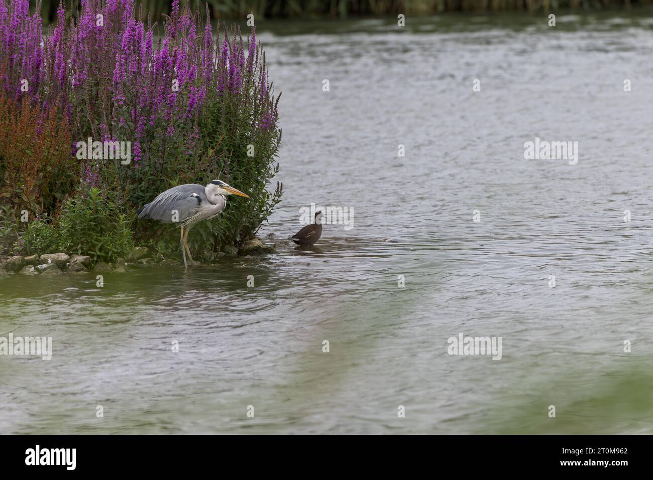 Héron gris [Ardea cinerea] au bord de l'eau à Radipole Lake, Weymouth, Dorset, Angleterre Banque D'Images