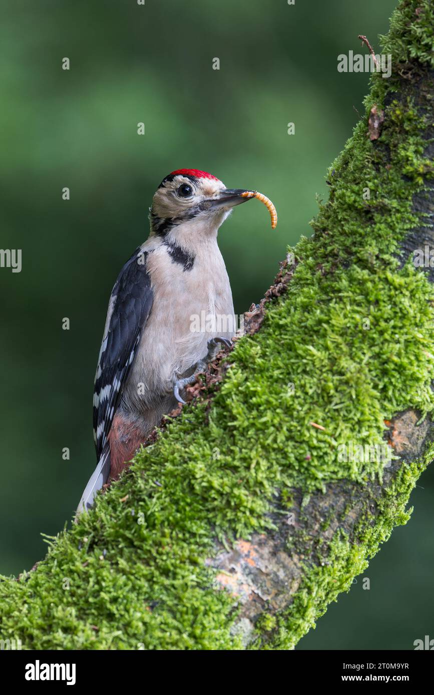 Grand pic tacheté [ Dendrocopos Major ] oiseau juvénile sur tronc d'arbre mousseline avec une gorgée de farine dans son bec / bec Banque D'Images