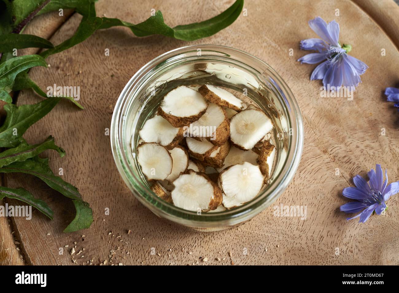 Préparation de teinture maison à partir de racine de chicorée fraîche tranchée et d'alcool Banque D'Images