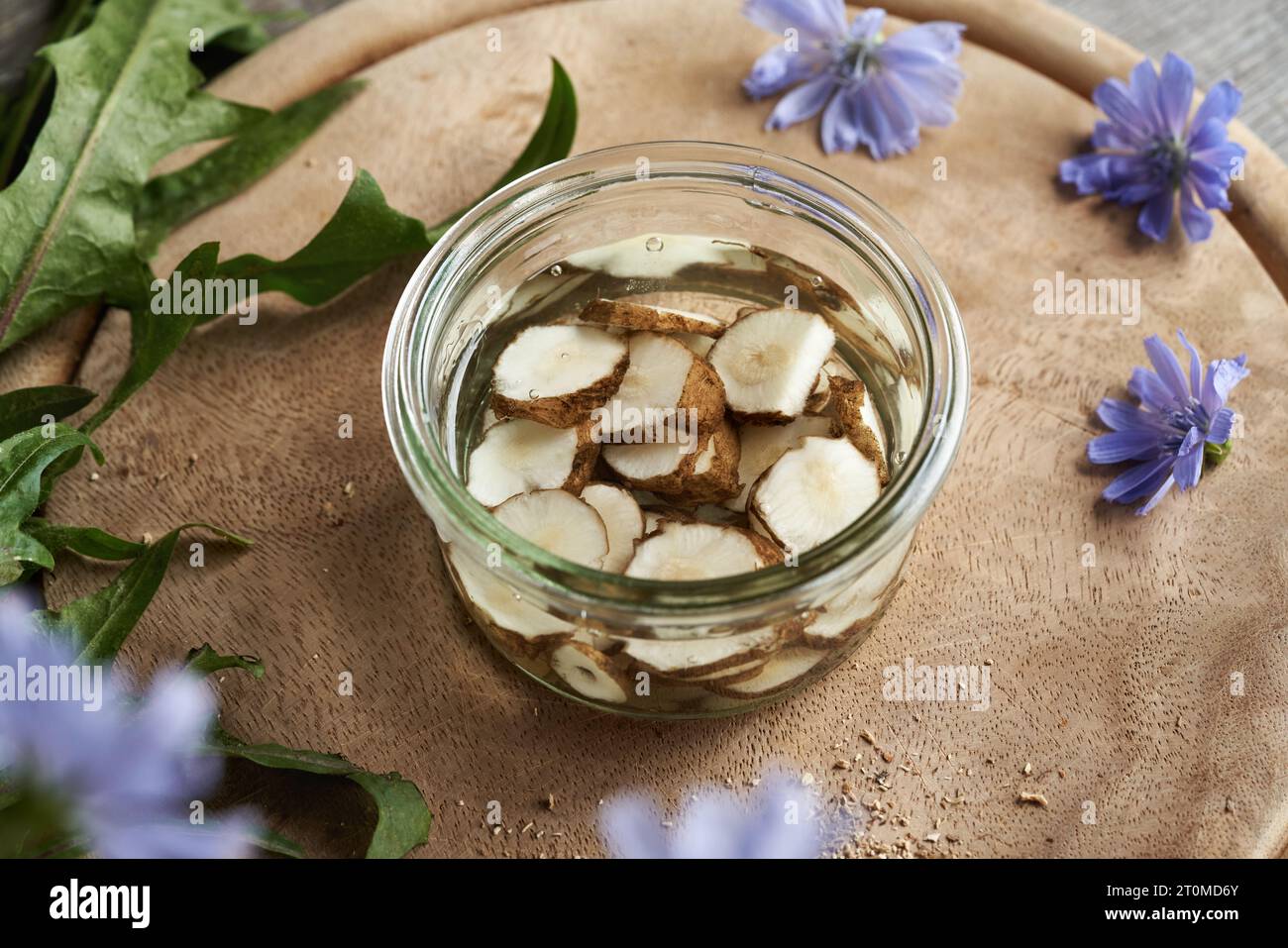 La teinture à base de plantes est préparée à partir de racines de chicorée fraîches tranchées et d'alcool Banque D'Images