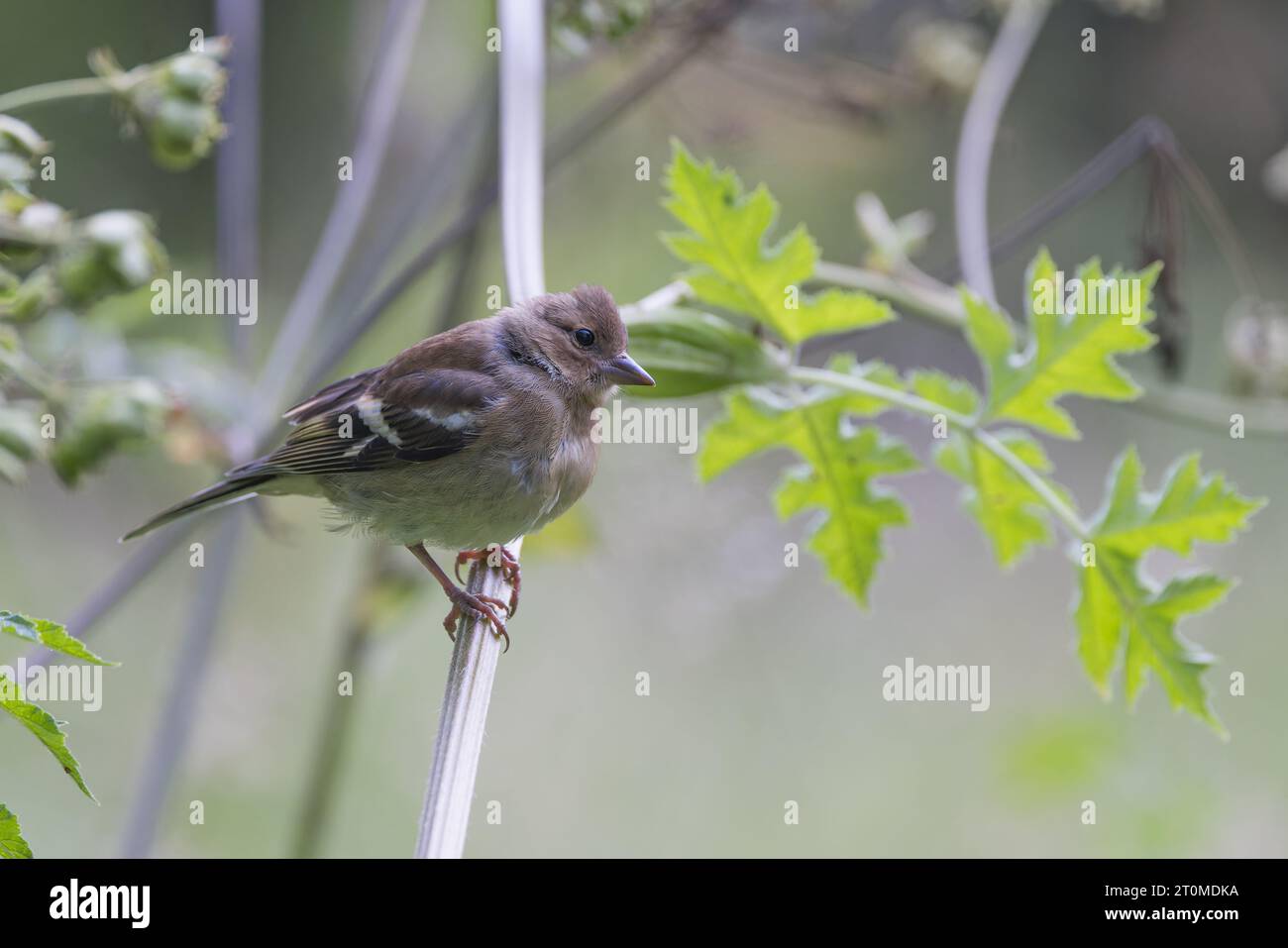 Chaffinch eurasien [ Fringilla coelebs ] oiseau femelle sur tige de houblon géant Banque D'Images