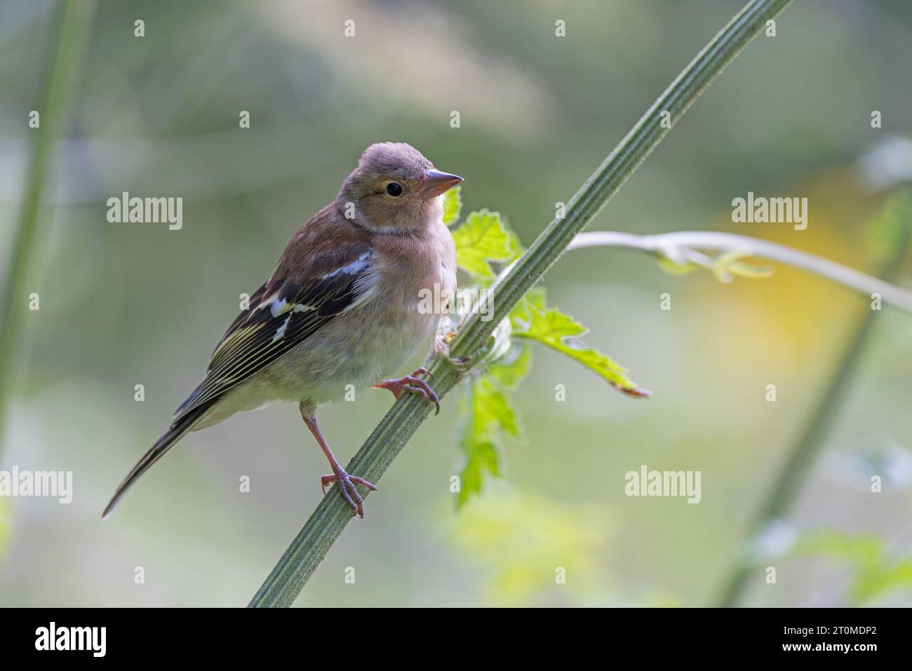 Chaffinch eurasien [ Fringilla coelebs ] oiseau femelle sur tige de houblon géant Banque D'Images