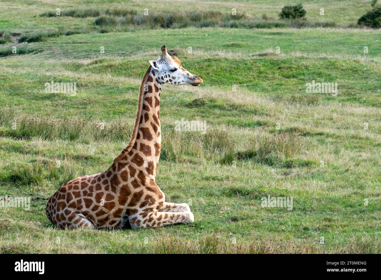 Jeune girafe assis et reposant dans un environnement naturel Banque D'Images