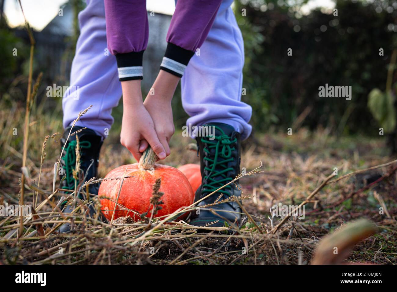 Citrouilles respectueuses de l'environnement du petit agriculteur mûr dans les mains d'un agriculteur. Une fille avec une citrouille pour Halloween se tient sur un champ d'automne. Banque D'Images