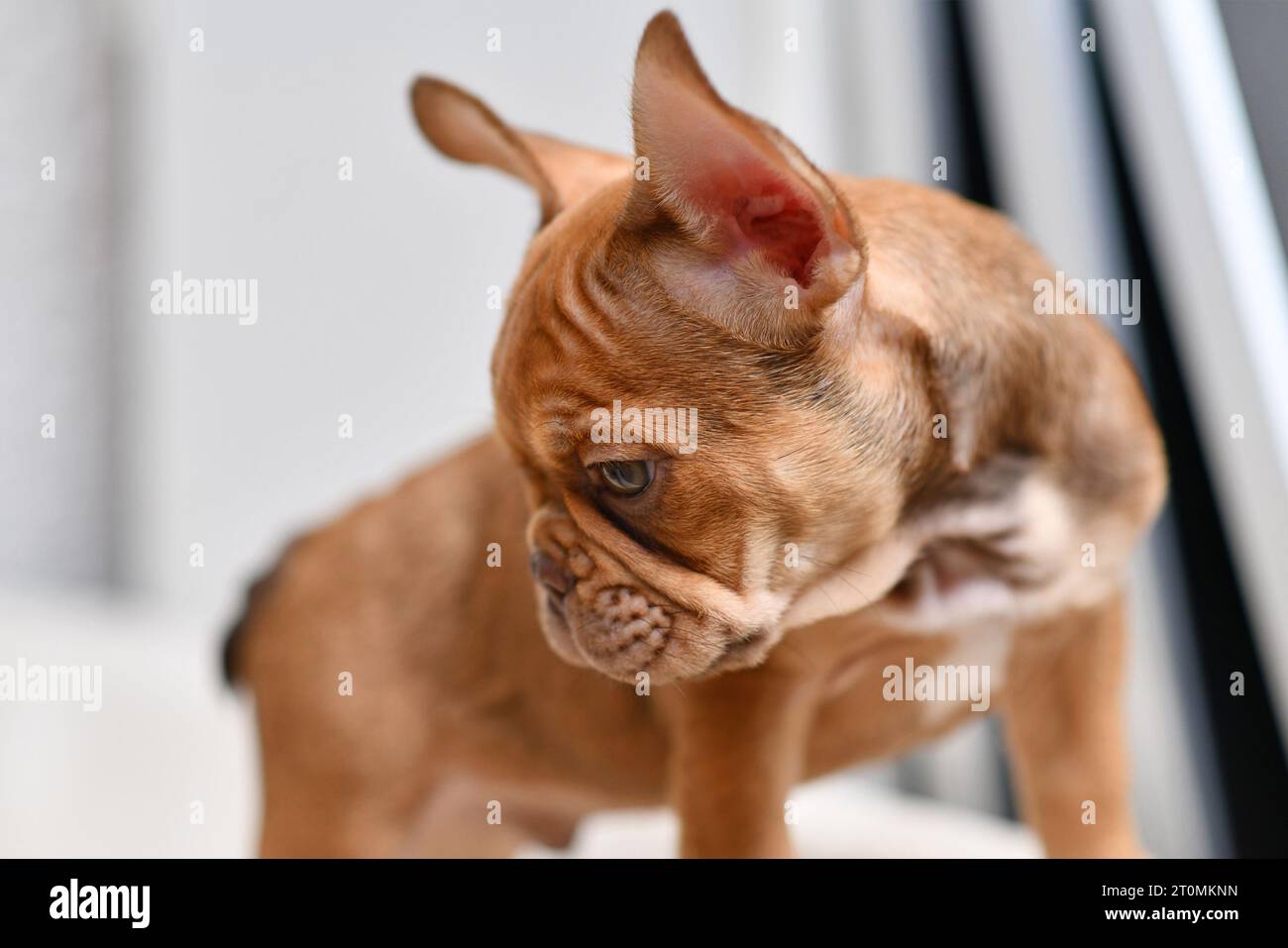 10 semaines jeune chiot chien Bulldog français Mocca Banque D'Images