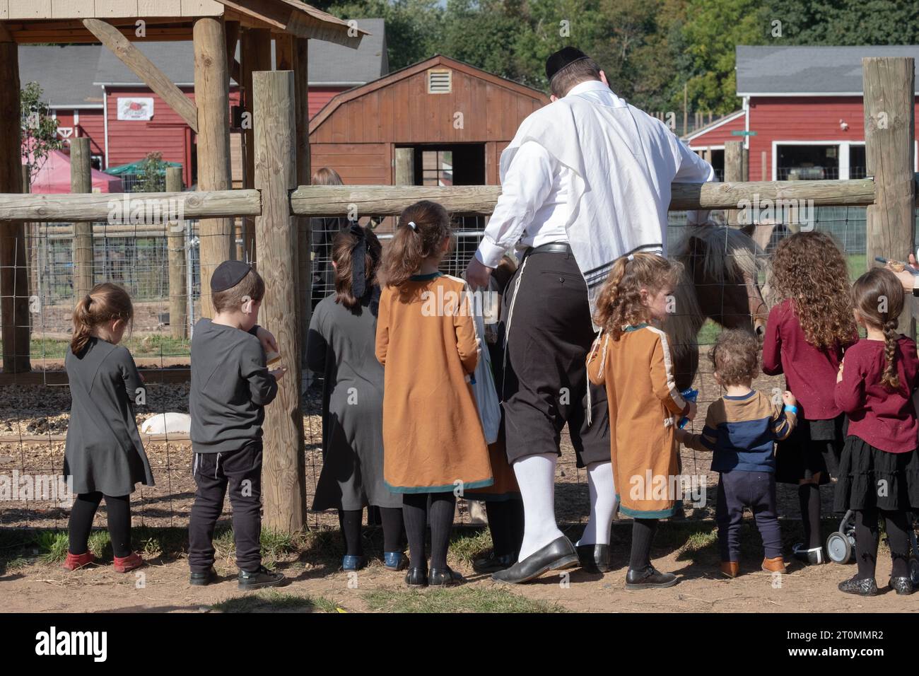 Pendant Succos où il est mandaté pour s'amuser, un homme hasidique et plusieurs enfants nourrissent les animaux à West Maple Farm à Mosey, New York. Banque D'Images