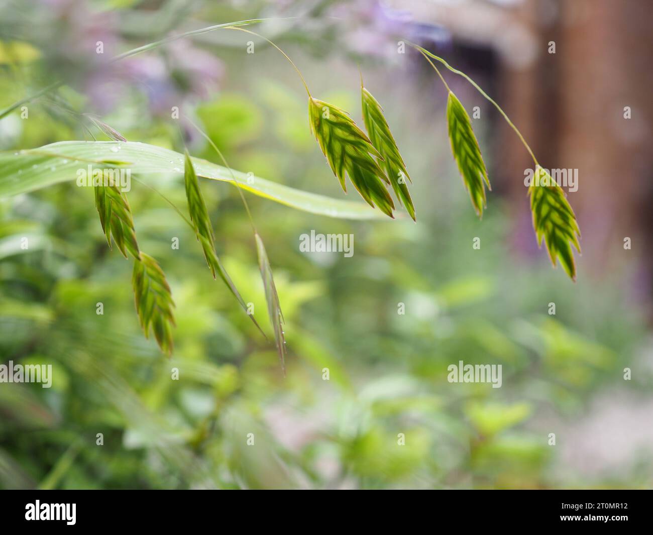 Vue rétroéclairée et en gros plan de la fleur d'herbe plate de Chasmanthium latifolium (avoine sauvage d'Amérique du Nord), une herbe vivace pour la coupe et le séchage Banque D'Images
