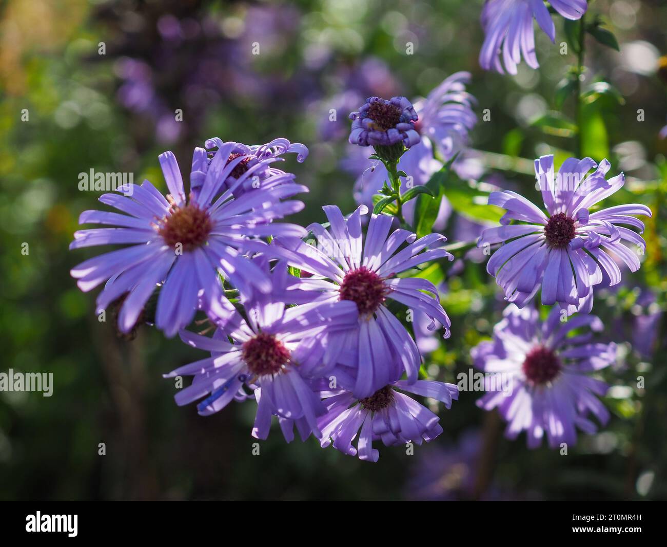 Gros plan de fleurs d'Aster violet lilas ou de Michaelmas Daisy (variété inconnue) à l'ombre tachetée avec quelques pétales soulignés par le soleil Banque D'Images
