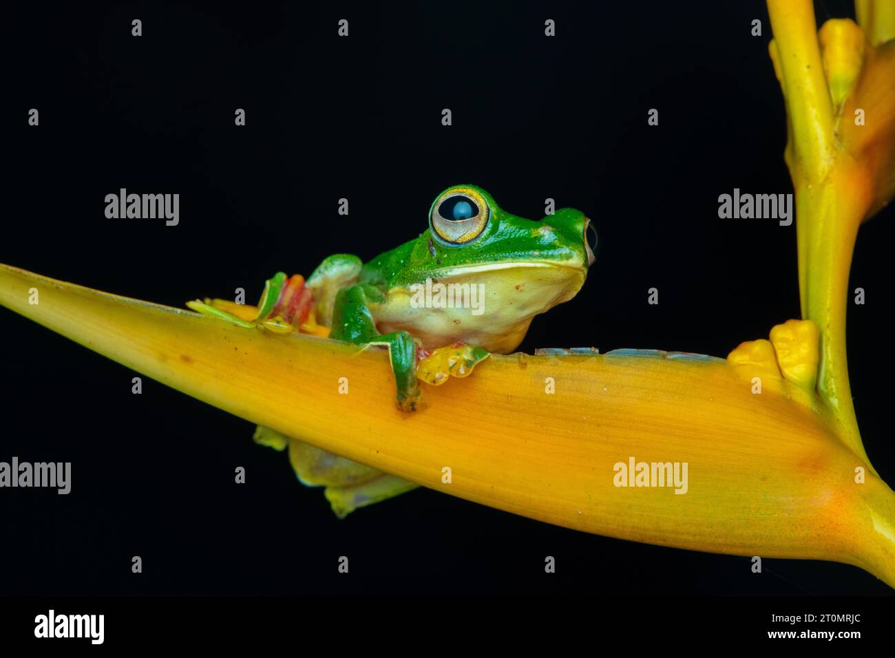 Grenouille planante MALABAR, grenouille volante Malabar Banque D'Images