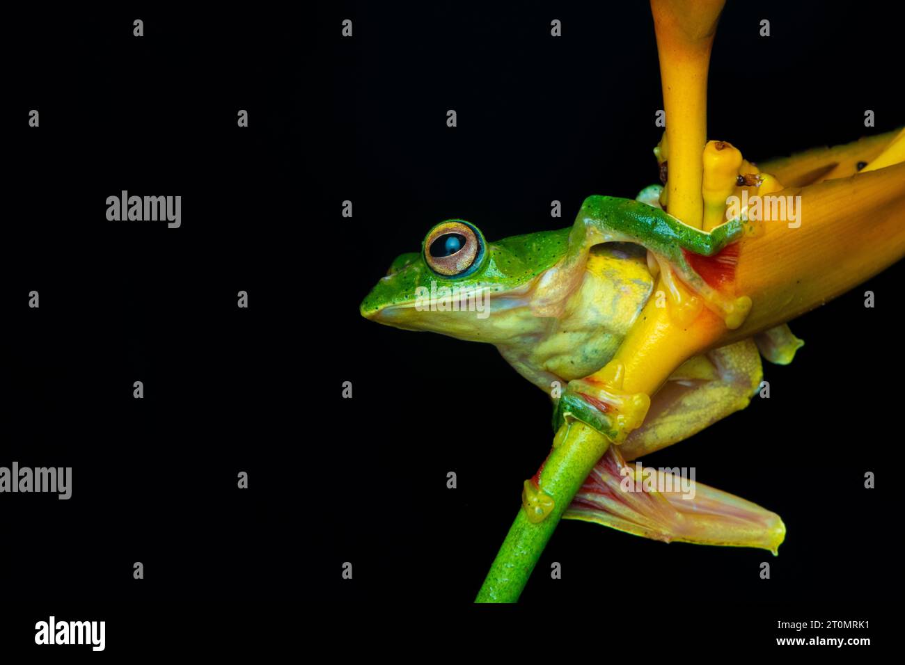 Grenouille planante MALABAR, grenouille volante Malabar Banque D'Images