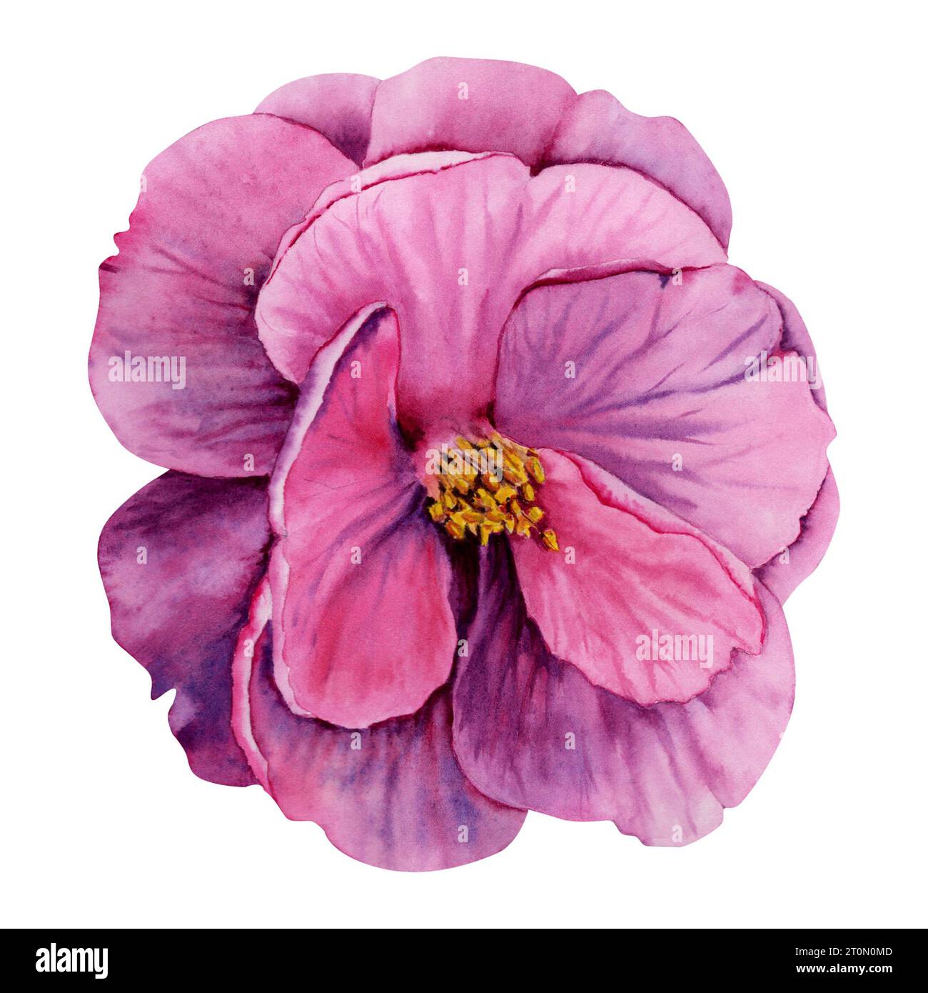 Fleur de camélia violet isolé sur fond blanc. Illustration à l'aquarelle dessinée à la main. Tête de fleur rose détaillée. Elément décoratif à motif floral Banque D'Images