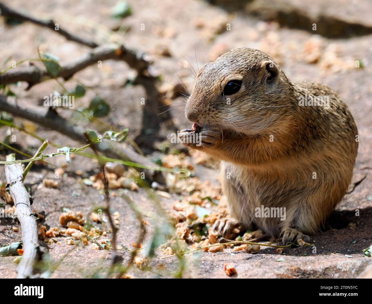 Écureuil de sol européen ou souslik européen (Spermophilus citellus) mangeant des granules assis sur le sol Banque D'Images
