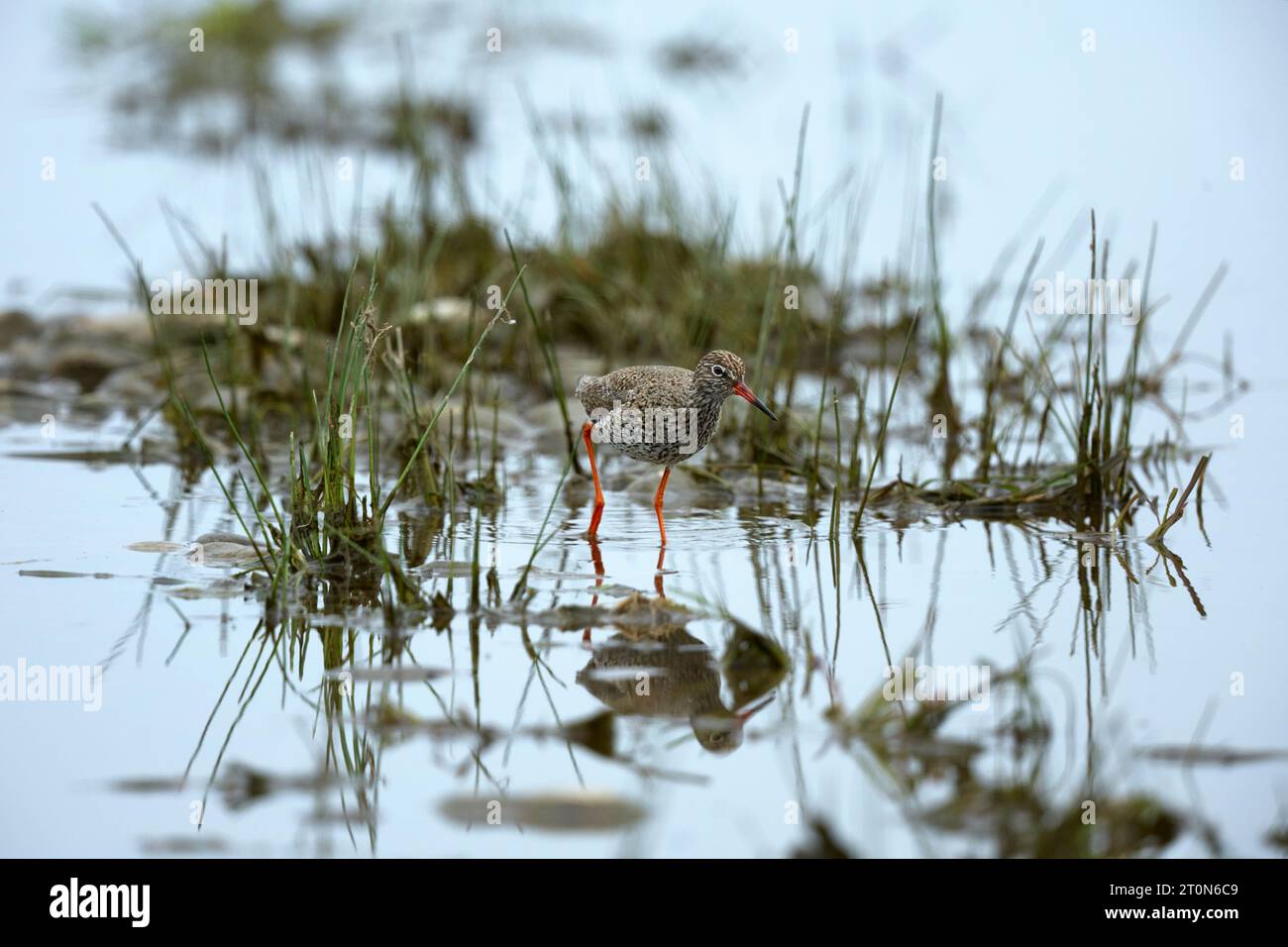 Redshank à une piscine Banque D'Images