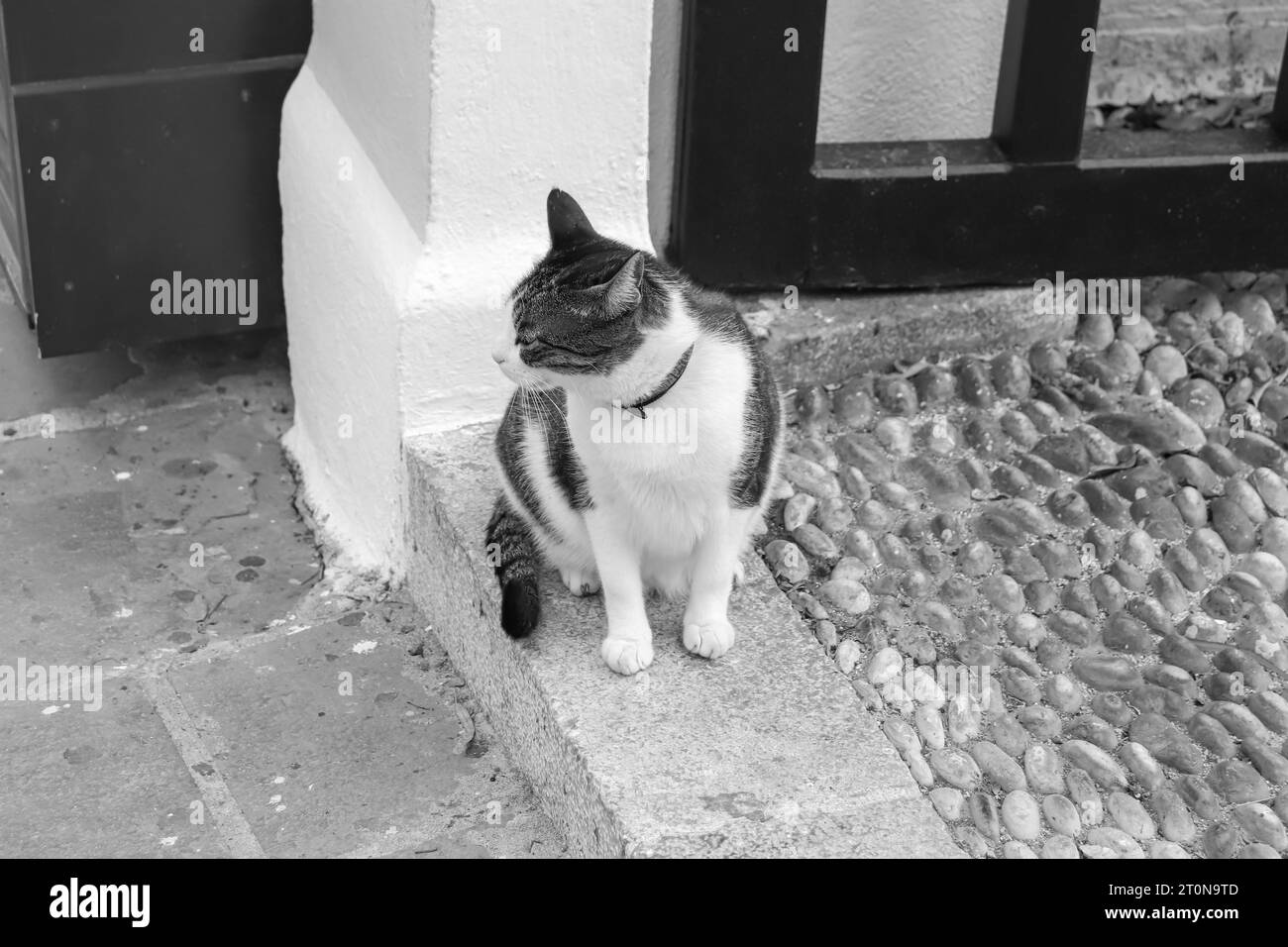 Profil côté chat, regardant sur le côté tout en se tenant sur une marche dans la ville de Rhodes, vieille ville, Grèce en noir et blanc Banque D'Images