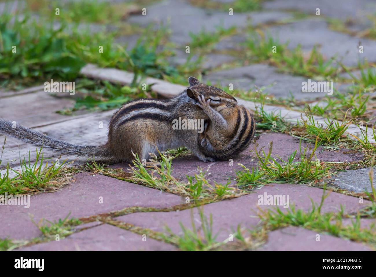 La mère chipmunk transporte le petit chipmunk dans un nouveau nid. Gros plan. Banque D'Images