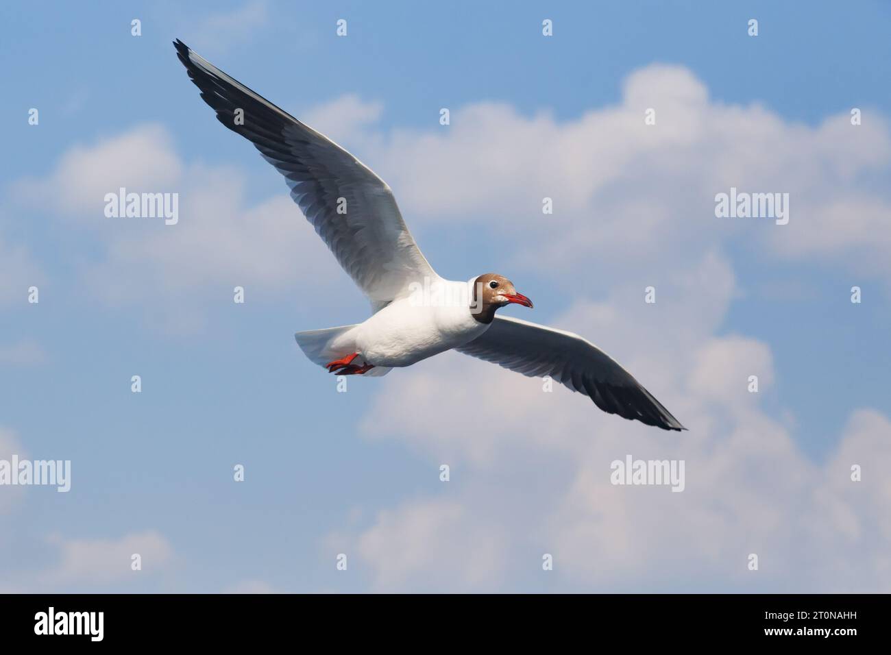 Rivière gullы en vol, gros plan contre un ciel bleu avec des nuages Banque D'Images
