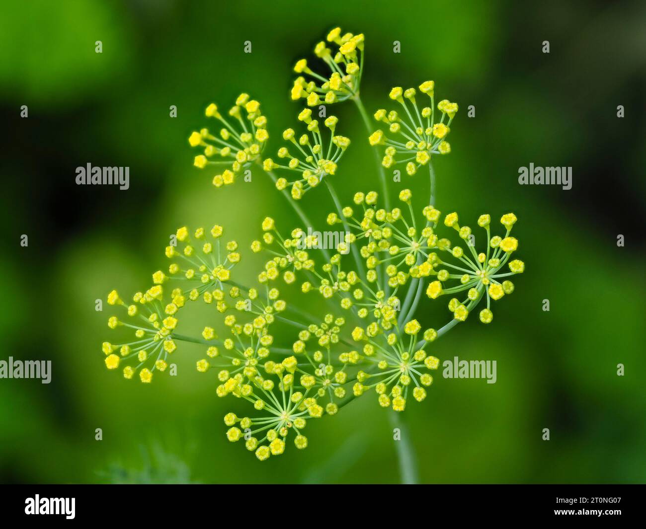 Fleurs jaune-vert dans l'ombre de la rude herbe culinaire annuelle aromatisée à l'anis, Anethum graveolens, aneth Banque D'Images