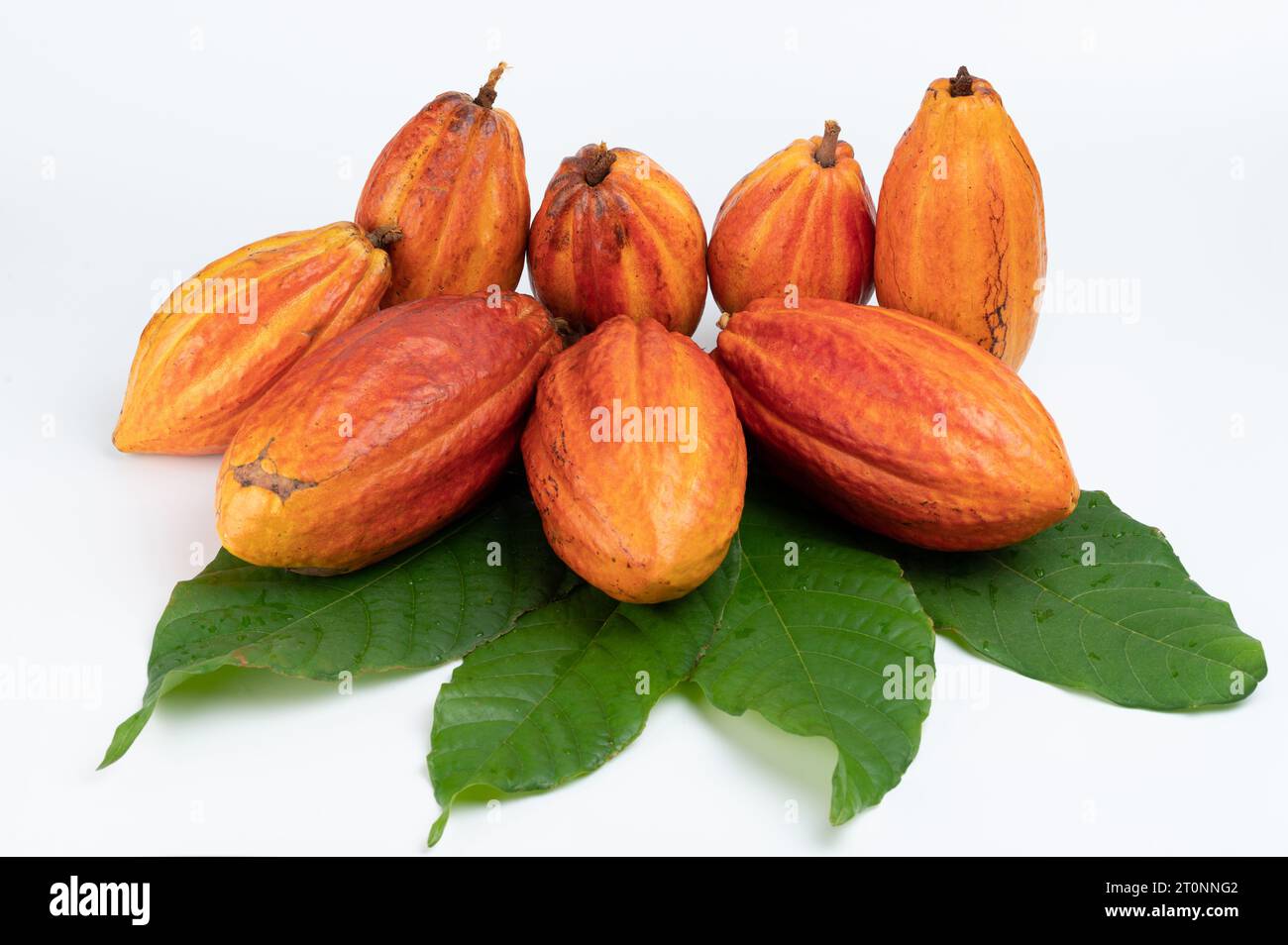 Pile de gousses de cacao colorées avec des feuilles vertes isolées sur fond blanc studio macro vue Banque D'Images Pile de gousses de cacao colorées avec des feuilles vertes isolées sur fond blanc studio macro vue Banque D'Images