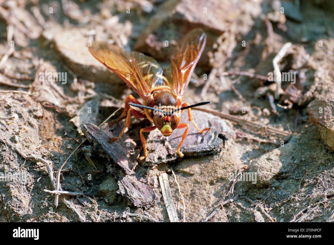 Une guêpe Cicada-Killer un jour d'été de fin juillet dans le Massachusetts. - Sphecius speciosus Banque D'Images