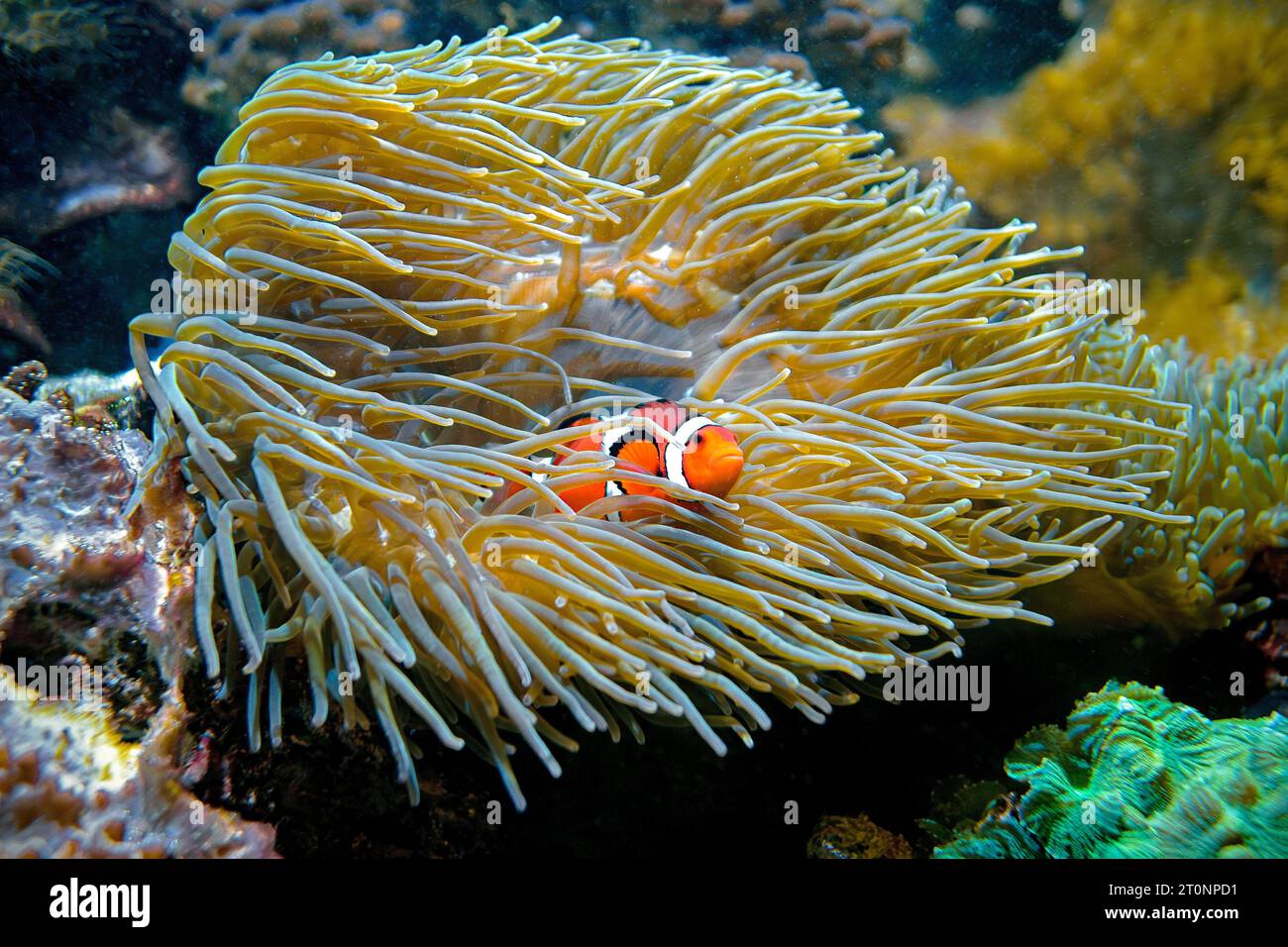 Poisson-clown et Anémone de mer Banque D'Images