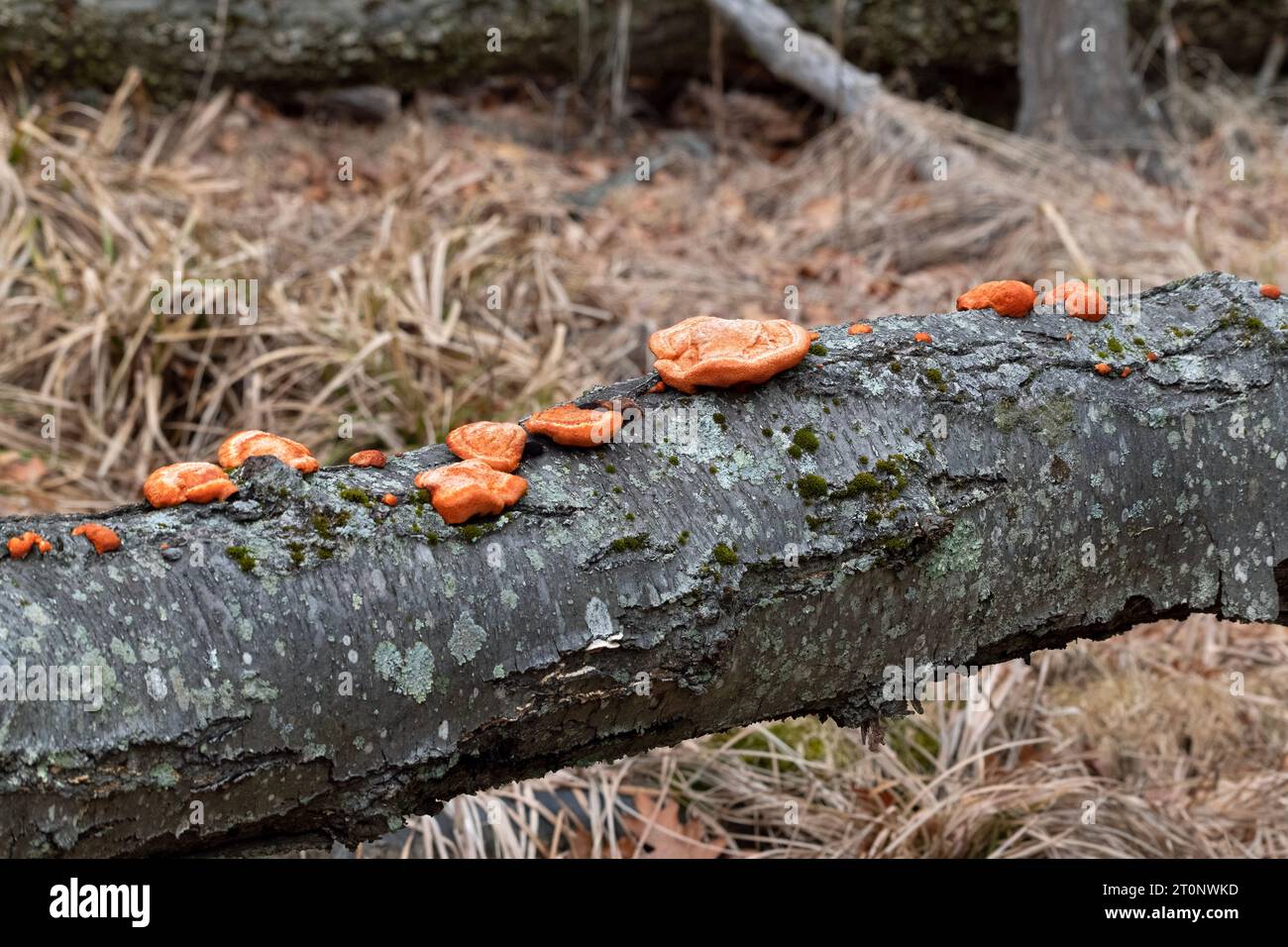 Une rangée de champignons Polypore du Cinabre du Nord s'est répandue sur un arbre tombé. Banque D'Images