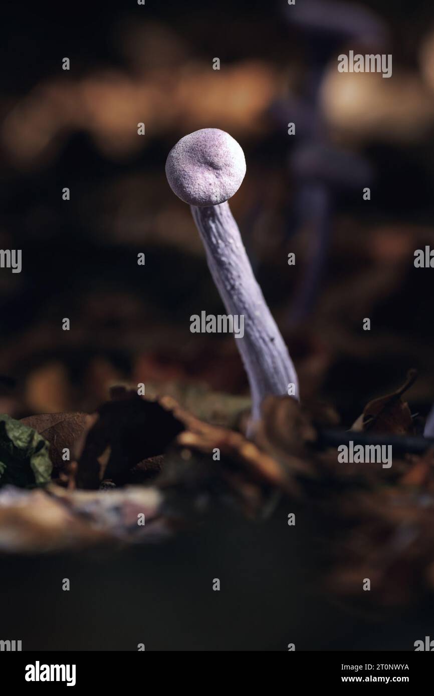 Trompeur d'améthyste sur le sol forestier, cette espèce de champignon pousse dans les forêts à feuilles persistantes en saison d'automne (Laccaria améthystina) Banque D'Images