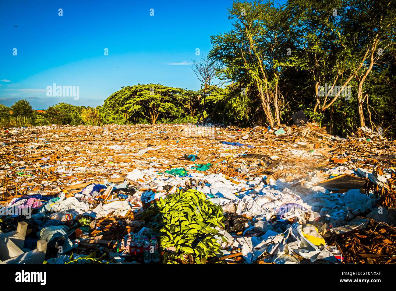Crise environnementale : les déchets plastiques submergent un paysage d'arbres Banque D'Images